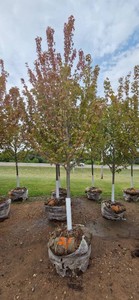 Autumn Blaze Maple - 3 Caliper
