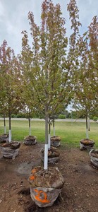 Autumn Blaze Maple - 3 Caliper