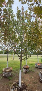 Autumn Blaze Maple - 3 Caliper