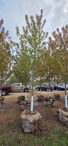 Autumn Blaze Maple - 3 Caliper
