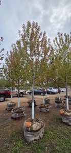 Autumn Blaze Maple - 3 Caliper