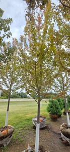 Autumn Blaze Maple - 3 Caliper