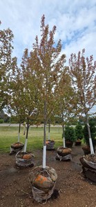 Autumn Blaze Maple - 3 Caliper