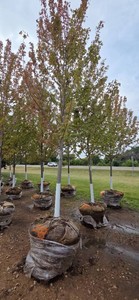 Autumn Blaze Maple - 3 Caliper