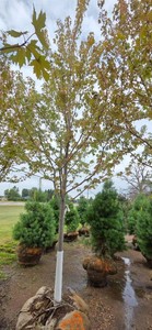 Autumn Blaze Maple - 3 Caliper