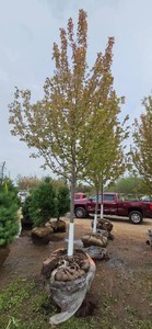 Autumn Blaze Maple - 3 Caliper
