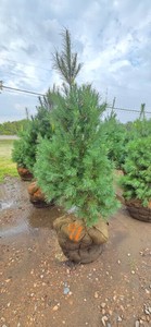 White Pine - 6 Tall