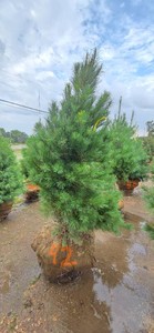 White Pine - 6 Tall