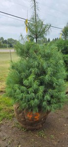 White Pine - 6 Tall