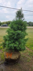 White Pine - 6 Tall