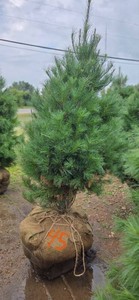 White Pine - 6 Tall