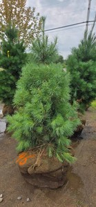 White Pine - 6 Tall