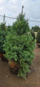 White Pine - 6 Tall