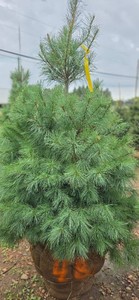 White Pine - 6 Tall