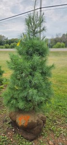 White Pine - 6 Tall