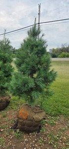 White Pine - 6 Tall