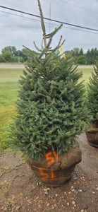 Norway Spruce - 6 Tall