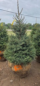 Norway Spruce - 6 Tall