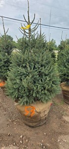 Norway Spruce - 6 Tall