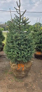 Norway Spruce - 6 Tall
