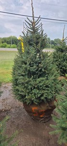 Norway Spruce - 6 Tall