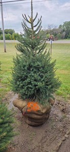 Norway Spruce - 6 Tall
