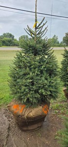 Norway Spruce - 6 Tall