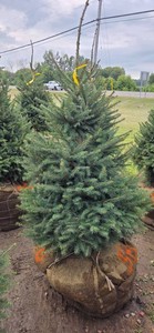 Norway Spruce - 6 Tall