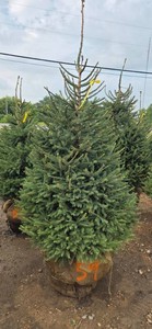 Norway Spruce - 6 Tall
