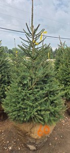 Norway Spruce - 6 Tall