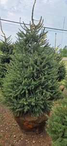 Norway Spruce - 6 Tall