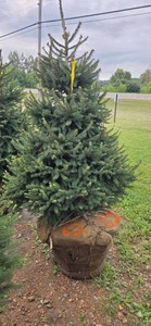 Norway Spruce - 6 Tall