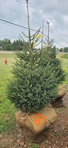 Norway Spruce - 6 Tall