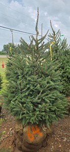 Norway Spruce - 6 Tall