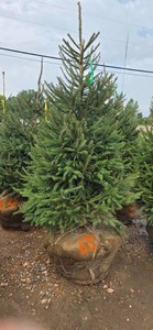 Norway Spruce - 6 Tall