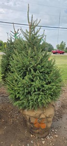 Norway Spruce - 6 Tall