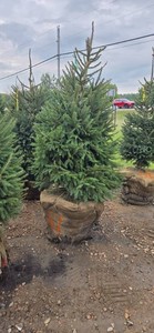 Norway Spruce - 6 Tall