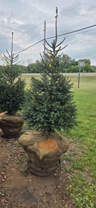 Norway Spruce - 6 Tall