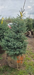 Black Hills Spruce - 6 Tall