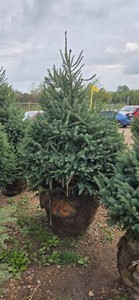 Black Hills Spruce - 6 Tall