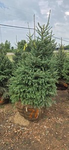 Black Hills Spruce - 6 Tall