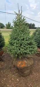 Black Hills Spruce - 6 Tall