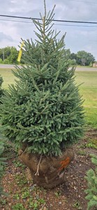 Black Hills Spruce - 6 Tall