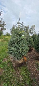 Black Hills Spruce - 6 Tall