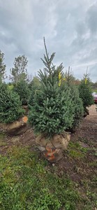 Black Hills Spruce - 6 Tall