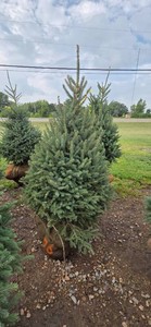 Black Hills Spruce - 6 Tall