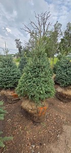 Black Hills Spruce - 6 Tall