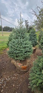 Black Hills Spruce - 6 Tall