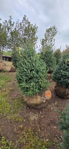 Black Hills Spruce - 6 Tall