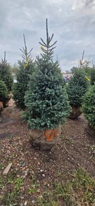 Black Hills Spruce - 6 Tall